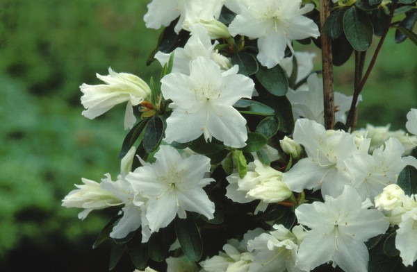 Azalea Japonica Adonis