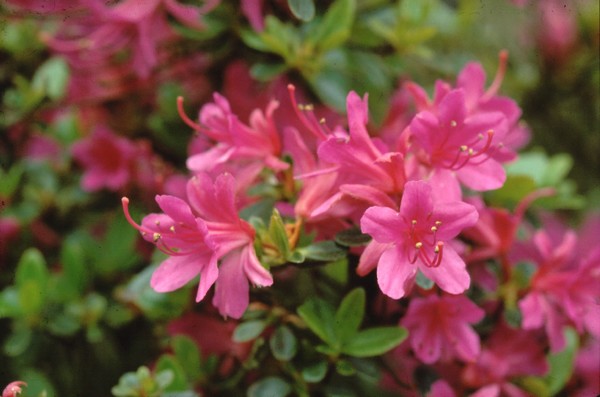 Azalea Japonica Amoena