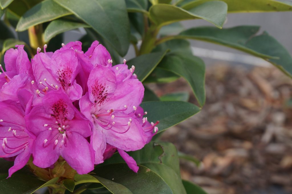 Rhododendron Anah Kruschke