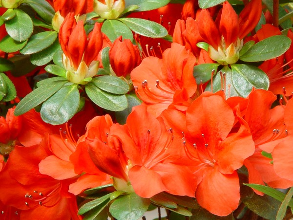 Azalea Japonica Ardeur