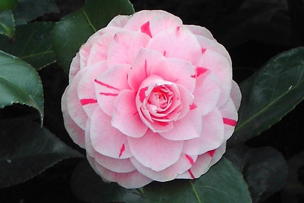 Camelia Bonomiana