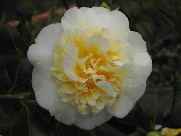 Camelia Bruchfield Yellow