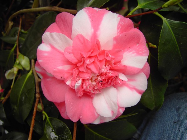 Camelia Chandleri Elegance