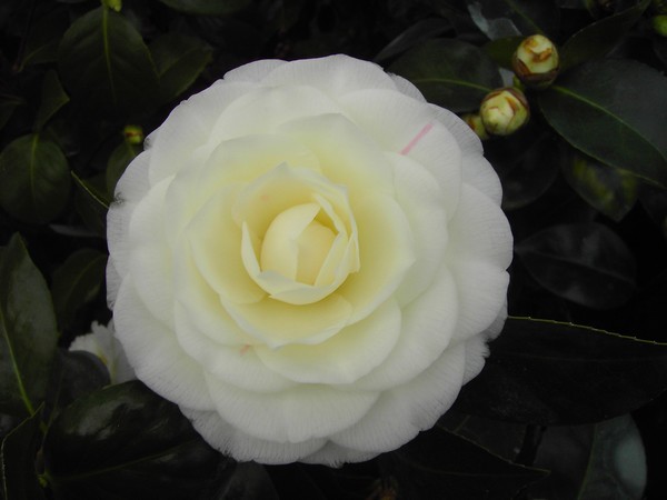 Camelia Comptessa Paolini Maggie