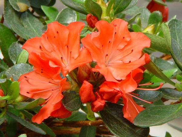 Azalea Japonica Geisha