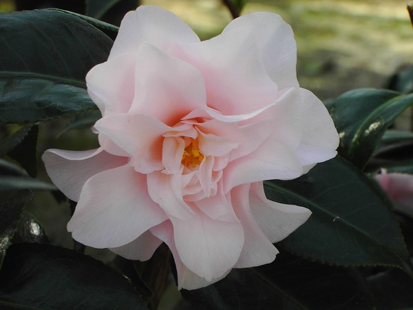 Camelia Hagoromo