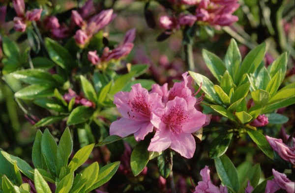 Azalea Japonica Herbert