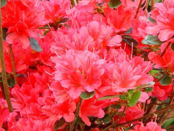 Azalea Japonica Hino Crimson