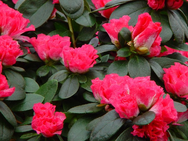 Azalea Indica Huelsten