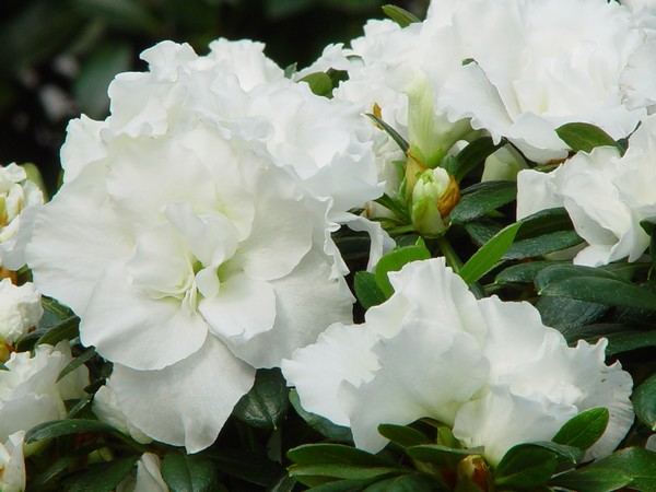 Azalea Indica Knut Alba