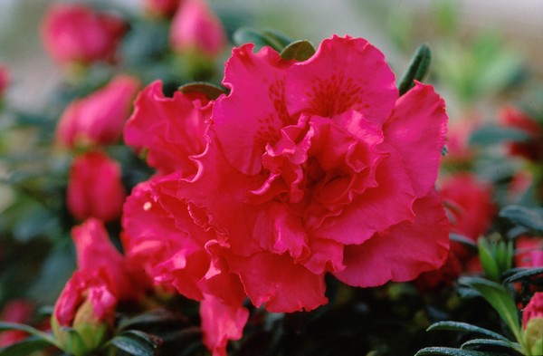 Azalea Indica Knut Erwèn