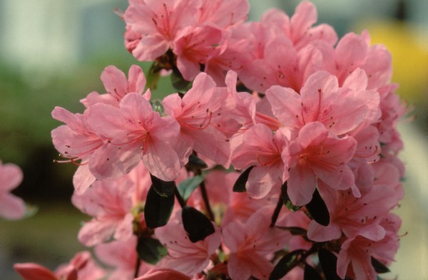 Azalea Japonica Madame Albert Van Hecke