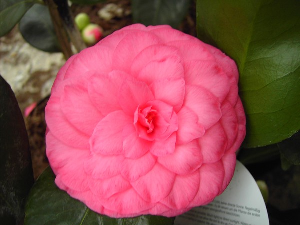 Camelia Mathotiana Rosea