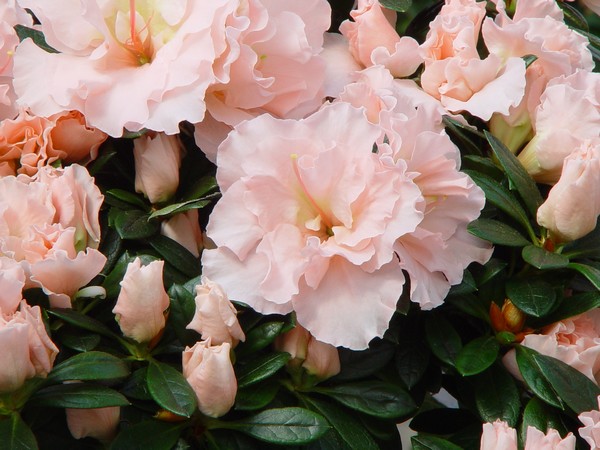 Azalea Indica Mevrouw Andre Heungens