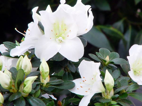 Azalea Indica Mevrouw Gerard Kint wit