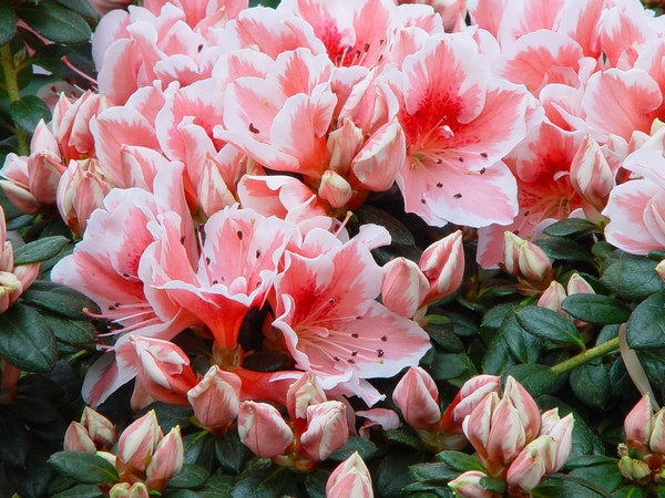 Azalea Indica Mevrouw Gerard Kint