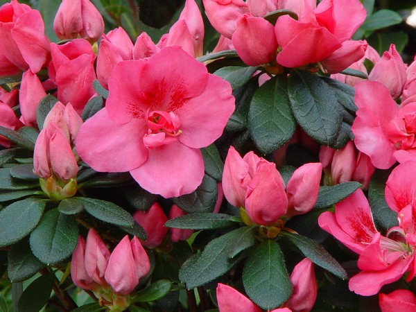 Azalea Indica Michelle Marie