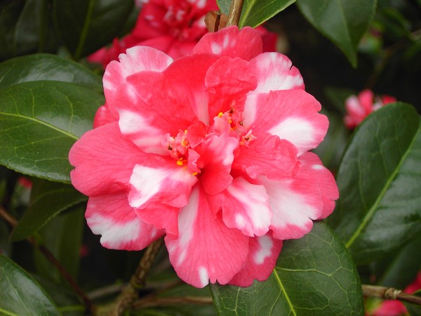 Camelia Nikisi Kerin