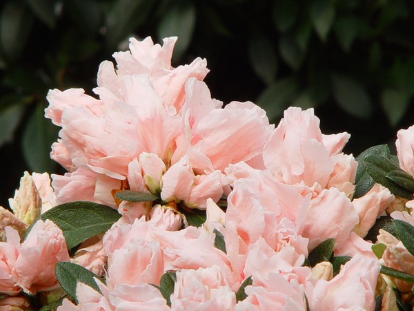 Azalea Indica Ninett