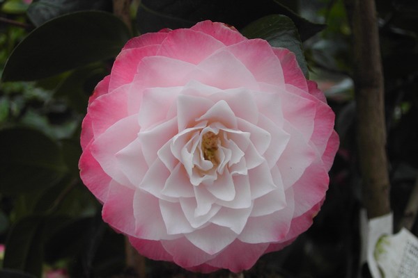 Camelia Nuccio's Pearl