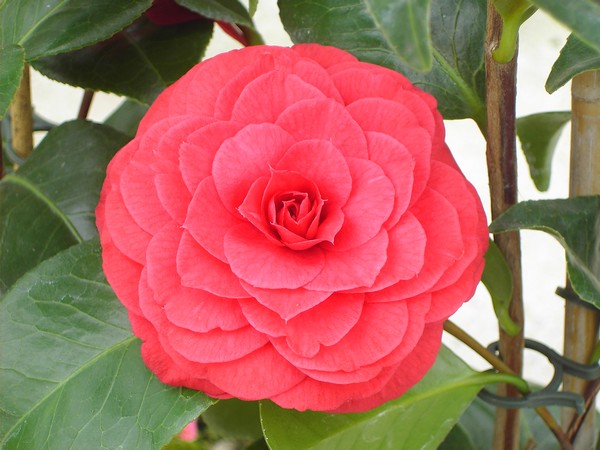 Camelia Princess Bachiotti