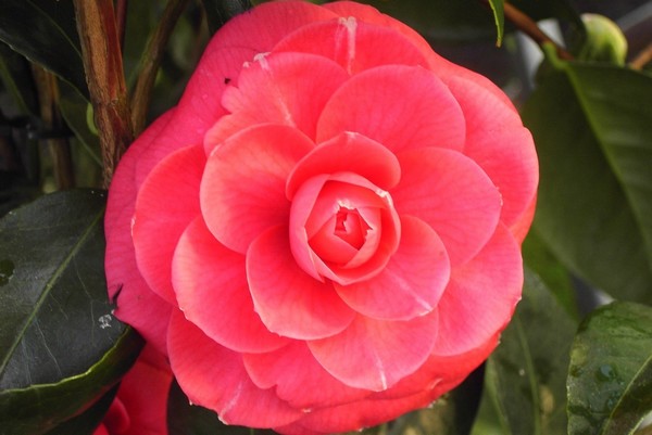 Camelia Rosa Baroveira Nella