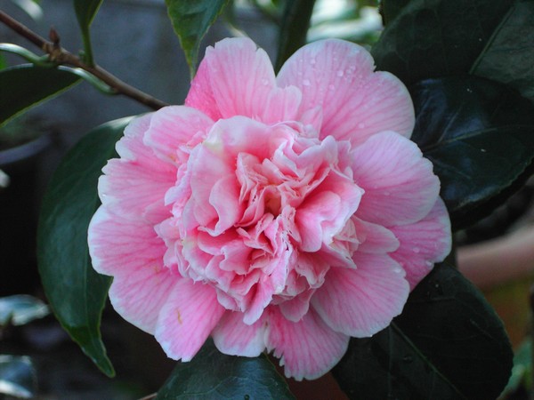 Camelia Rosea Pleno