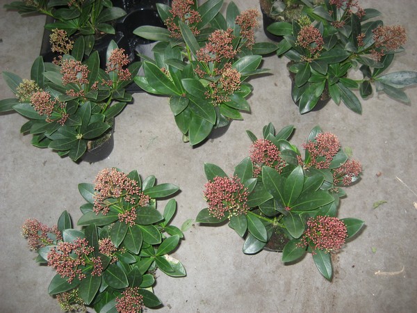 Skimmia