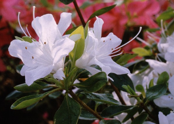 Azalea Japonica Snow