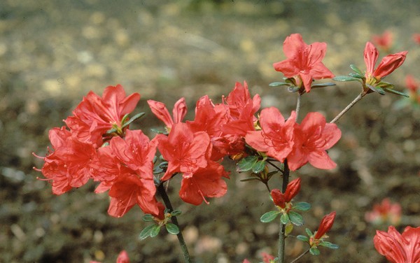 Azalea Japonica Stewardstonian