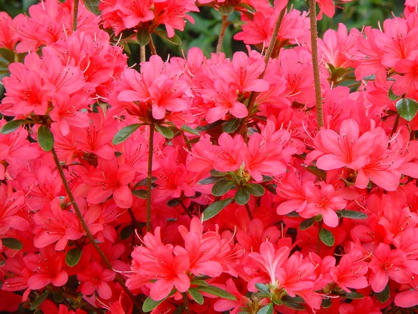 Azalea Japonica Thierry