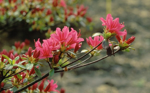 Azalea Japonica Toreador