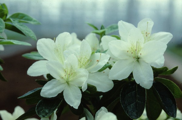 Azalea Japonica White Lady