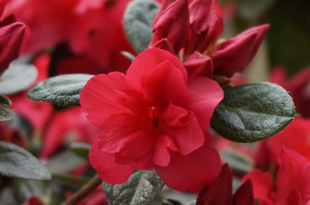 Azalea Japonica Florida