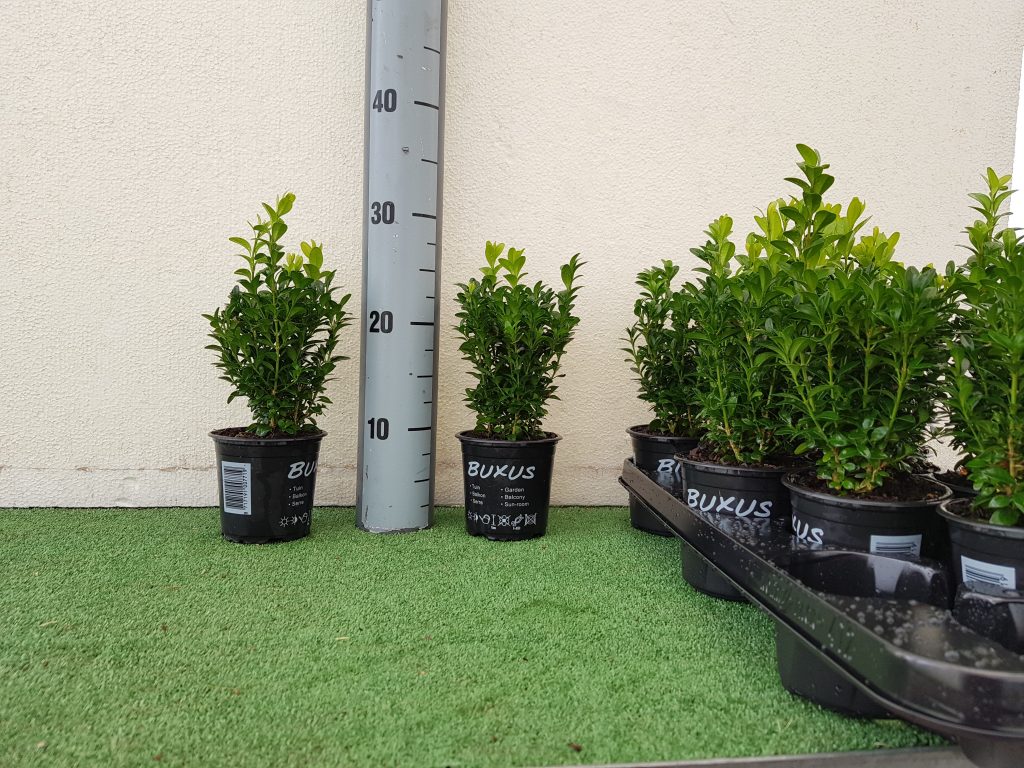 Buxus