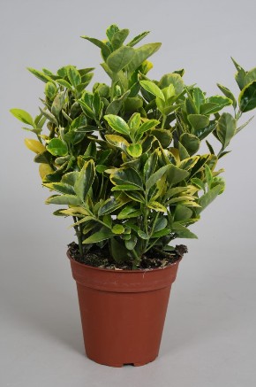 Euonymus 13cm Aurea