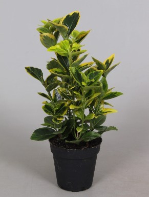 Euonymus P9 Aurea