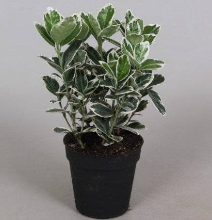 Euonymus P9 Gray Beauty