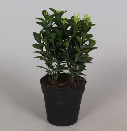 Euonymus P9 Green Spire