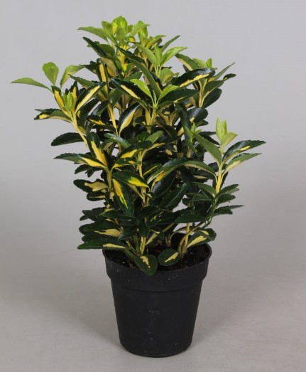 Euonymus P9 Luna