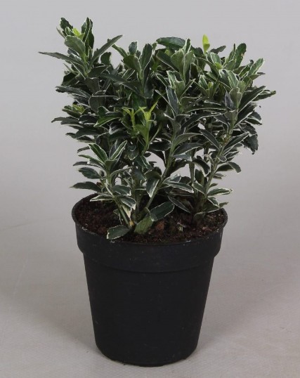 Euonymus P9 Microphyllus Albovariegata