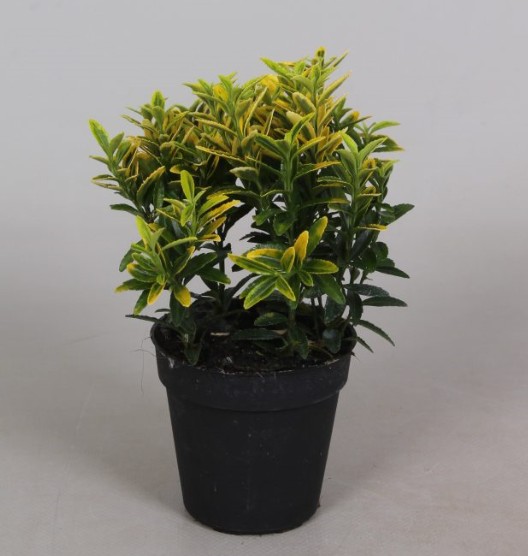 Euonymus P9 Microphyllus Aureavariegata