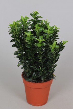 Euonymus p13 Green Spire