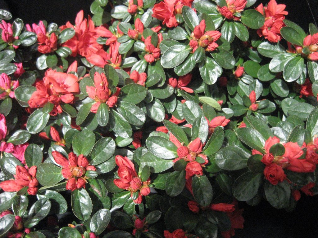 Azalea Indica Ninive