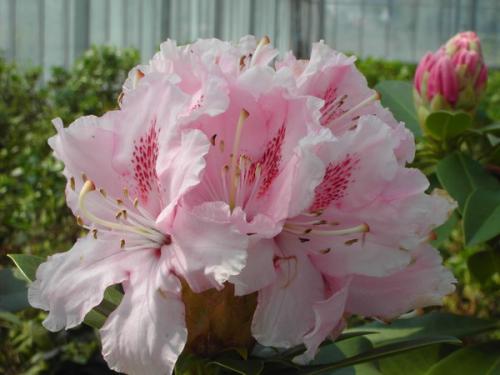 Rhododendron Albert Schweitzer