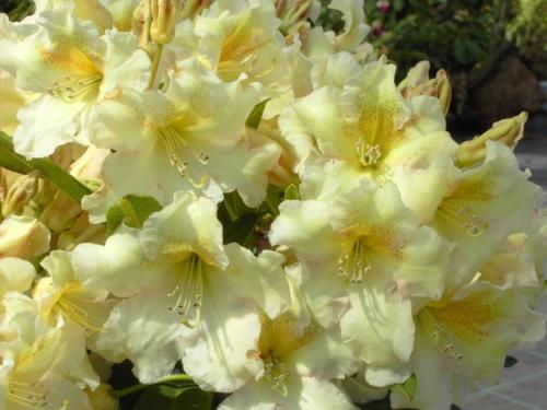 Rhododendron Bernstein