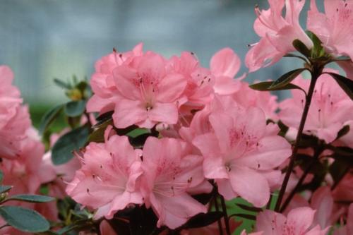 Azalea Japonica Blaauw's Pink