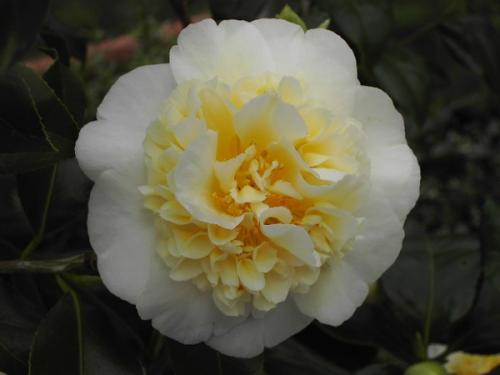 Camelia Bruchfield Yellow