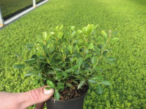 Buxus micro