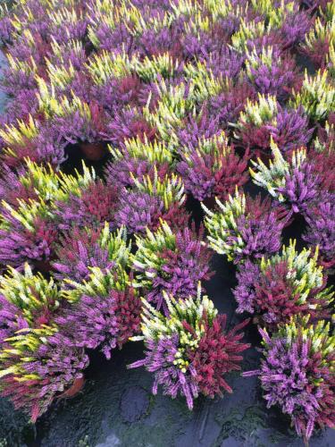 Calluna